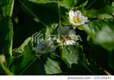 Delicate white strawberry flowers bloom amidst lush green leaves under bright sunlight in early spring Delicate white strawberry flowers bloom amidst lush green leaves under bright sunlight in early spring 135180841