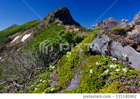 The main peak of the Yatsugatake mountain range, Yokodake, seen from the traverse trail where yellow rhododendrons bloom 135180902
