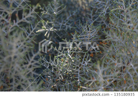 Lush greenery captures the sunlight in a vibrant natural setting filled with fine details of plant life and texture 135180935