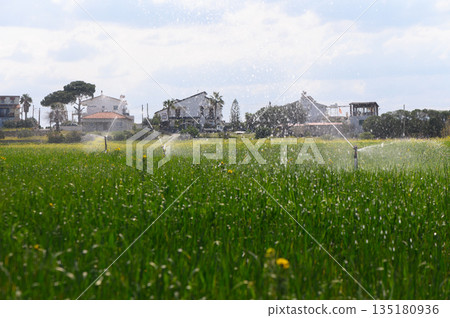 Lush green rice fields glitter under the sun while irrigation sprinkles water on the crops in a serene rural setting 135180936