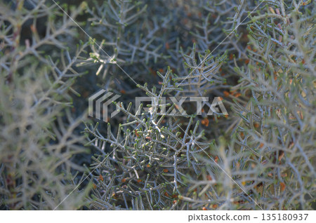 Beauty of delicate foliage captured in sunlight filtering through lush greenery in a serene garden 135180937
