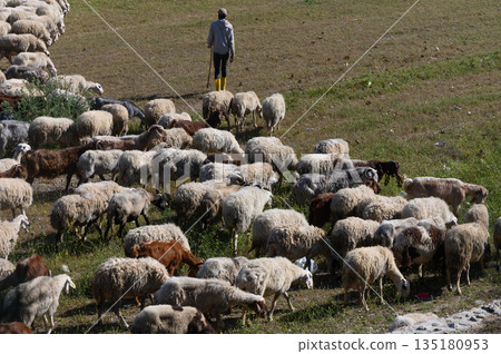 Shepherd guides flock of sheep through lush green pastures in a serene countryside setting under bright sunlight Shepherd guides flock of sheep through lush green pastures in a serene countryside setting under bright sunlight 135180953