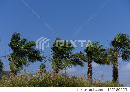 Windswept palms sway elegantly against a brilliant blue sky on a sunny coastal day, evoking a sense of tranquility and freedom Windswept palms sway elegantly against a brilliant blue sky on a sunny coastal day, evoking a sense of tranquility and freedom 135180955