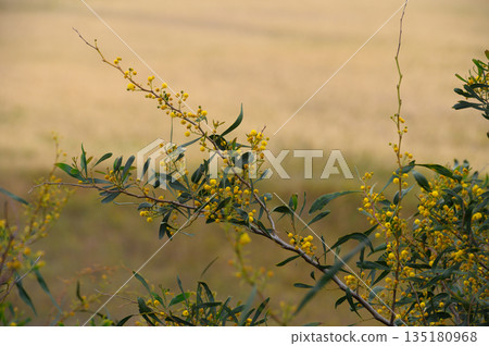 Vibrant yellow flowers bloom against a golden landscape in a serene rural setting during late afternoon Vibrant yellow flowers bloom against a golden landscape in a serene rural setting during late afternoon 135180968