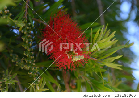 Bright red flower blooms amidst lush green foliage in a serene garden setting during warm summer days Bright red flower blooms amidst lush green foliage in a serene garden setting during warm summer days 135180969