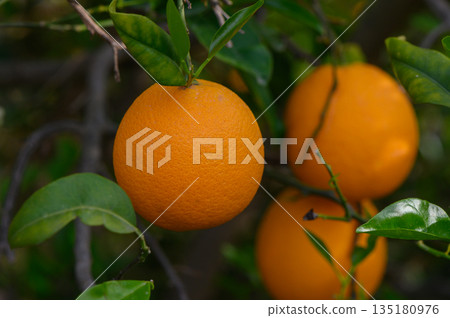 Lush orange fruits hang on a vibrant tree under the warm sun in a serene garden setting Lush orange fruits hang on a vibrant tree under the warm sun in a serene garden setting 135180976