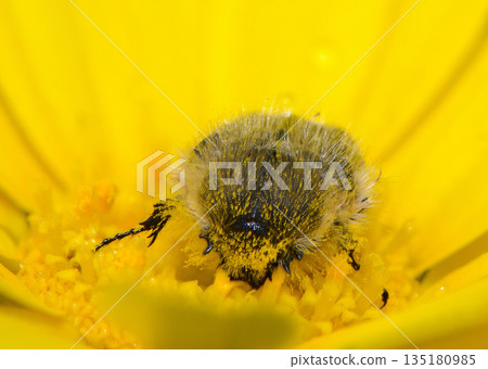 Buzzing beauty amidst vibrant yellow petals showcasing nature's intricate details and the delicate balance of ecosystems during a sunny afternoon 135180985
