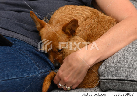 Warm moments shared between a person and their pet during a cozy afternoon at home wrapped in comfort and affection 135180998