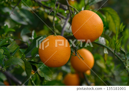 Bright oranges hanging from a lush tree in a sunlit orchard during a tranquil afternoon 135181001