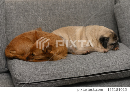 Cozy dogs snuggle together on a soft couch in a warm living room during a quiet afternoon 135181013