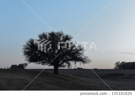 Flowered field in the Pampas Plain, La Pampa Province, Patagonia, Argentina. Flowered field in the Pampas Plain, La Pampa Province, Patagonia, Argentina. 135181020