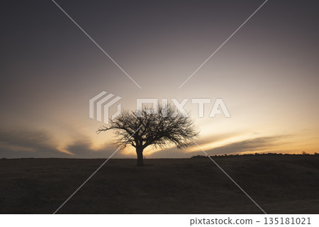 Flowered field in the Pampas Plain, La Pampa Province, Patagonia, Argentina. 135181021