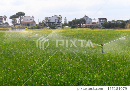 Lush green fields come to life as sprinklers dance in the warm sunlight on a serene day in a rural landscape Lush green fields come to life as sprinklers dance in the warm sunlight on a serene day in a rural landscape 135181079