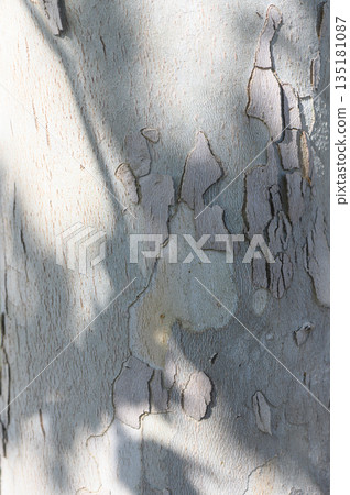 Intricate patterns of bark reveal nature's artistry beneath dappled sunlight in a serene forest setting Intricate patterns of bark reveal nature's artistry beneath dappled sunlight in a serene forest setting 135181087