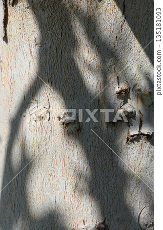 Close examination of textured bark revealing the intricacies of nature at midday 135181093