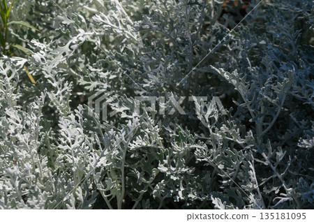 Delicate silver foliage dances in the sunlight of a tranquil garden, showcasing nature's intricate patterns and textures Delicate silver foliage dances in the sunlight of a tranquil garden, showcasing nature's intricate patterns and textures 135181095