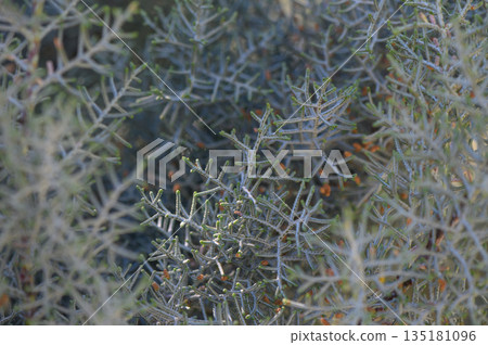 Lush greenery intertwines under the sunlight in a serene outdoor setting, showcasing the delicate beauty of nature Lush greenery intertwines under the sunlight in a serene outdoor setting, showcasing the delicate beauty of nature 135181096