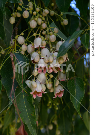 Delicate blossoms of an exotic plant cluster under soft daylight in a vibrant garden setting 135181109
