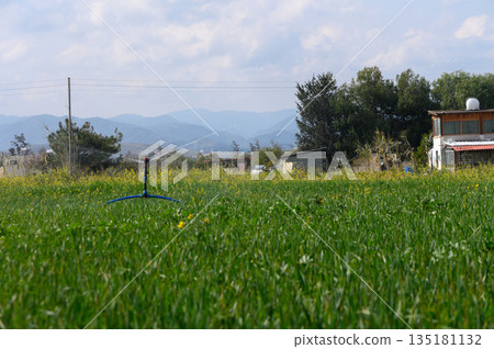 Green fields flourish under a gentle sun with sprinklers nourishing the crops in a tranquil rural landscape 135181132