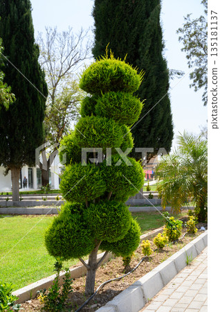 Unique sculpted tree decorates peaceful garden in bright sunlight on a warm afternoon 135181137
