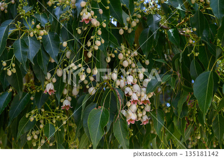 Vibrant clusters of blossoming fruit hanging from lush green branches in a sunlit garden in early summer Vibrant clusters of blossoming fruit hanging from lush green branches in a sunlit garden in early summer 135181142