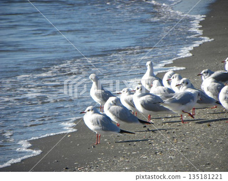 黑頭鷗，一種來到檢見川海灘的冬季候鳥 135181221