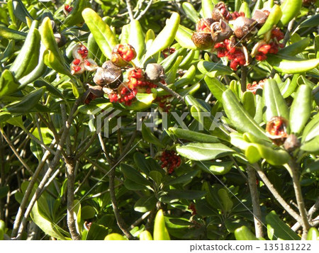  Tobera的種子已經分裂，紅色的粘液已經出現 135181222