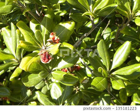  Tobera的種子已經分裂，紅色的粘液已經出現 135181223