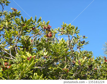  Tobera的種子已經分裂，紅色的粘液已經出現 135181224