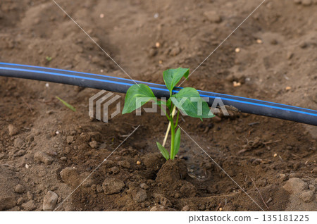 New plant sprouts beneath irrigation tubing in a fresh garden bed during early spring planting season New plant sprouts beneath irrigation tubing in a fresh garden bed during early spring planting season 135181225