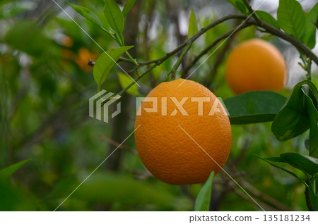 Vibrant orange fruit gleams under the sun in a lush grove during the golden hour of late afternoon Vibrant orange fruit gleams under the sun in a lush grove during the golden hour of late afternoon 135181234