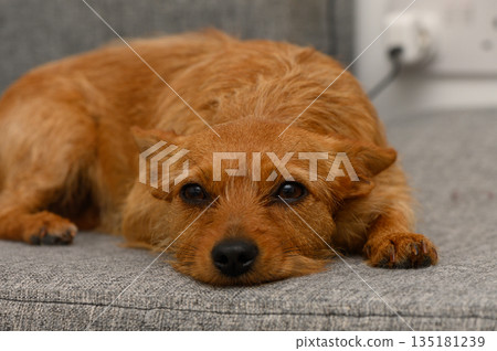 Curled up companion resting on cozy fabric, showcasing beautiful fur and sweet expression 135181239