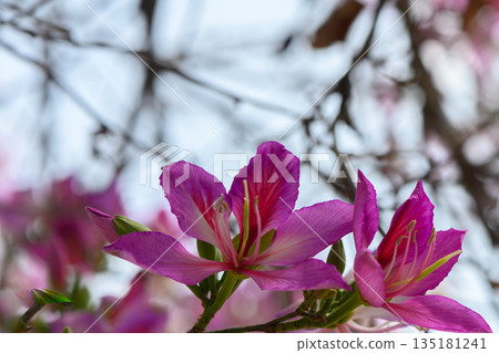 Beautiful pink blossoms bring life to a spring morning in a vibrant garden filled with color and fragrance 135181241