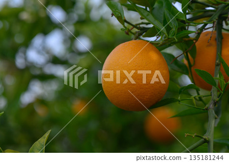 Bright oranges hang from vibrant green leaves in a sunlit grove during the afternoon in early summer Bright oranges hang from vibrant green leaves in a sunlit grove during the afternoon in early summer 135181244