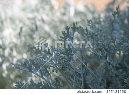 Lush greenery captures the essence of nature in a serene garden setting at dawn Lush greenery captures the essence of nature in a serene garden setting at dawn 135181268