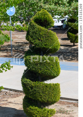 Unique spiral topiary sculpture gracing a sunny park pathway on a calm afternoon surrounded by lush greenery Unique spiral topiary sculpture gracing a sunny park pathway on a calm afternoon surrounded by lush greenery 135181269