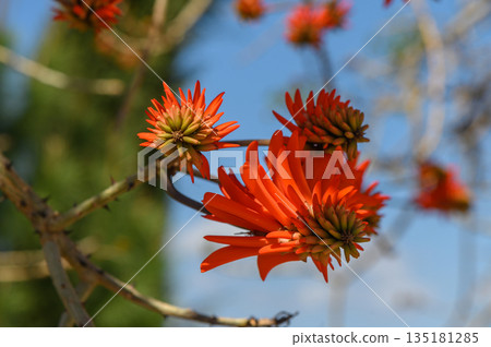 Vibrant orange flowers bloom under a clear blue sky in a serene garden setting during midday Vibrant orange flowers bloom under a clear blue sky in a serene garden setting during midday 135181285
