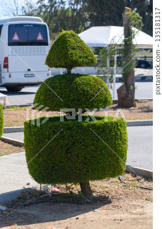 Unique topiary art creates a striking focal point in a sunny roadside garden Unique topiary art creates a striking focal point in a sunny roadside garden 135181317