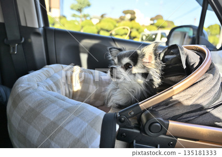 Using the cot of a pet cart as a driving bed, I drove with my beloved dog, a long-coated Chihuahua. 135181333