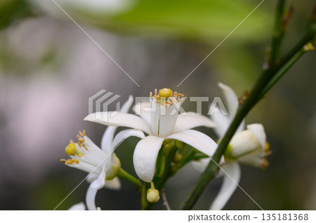 Bright white blossoms bloom on a citrus tree in a sunlit garden during spring, showcasing nature's delicate beauty and renewal Bright white blossoms bloom on a citrus tree in a sunlit garden during spring, showcasing nature's delicate beauty and renewal 135181368