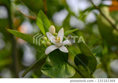 Delicate white citrus blossom emerges among vibrant green leaves in sunlit orchard during spring season Delicate white citrus blossom emerges among vibrant green leaves in sunlit orchard during spring season 135181369