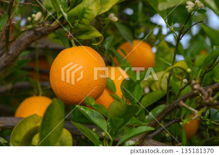 Vibrant oranges hang from lush branches in sunlit orchard, showcasing nature's bountiful harvest during a warm afternoon Vibrant oranges hang from lush branches in sunlit orchard, showcasing nature's bountiful harvest during a warm afternoon 135181370