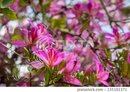 Vibrant pink blossoms adorn branches in a sunlit garden during springtime's gentle embrace amidst nature's awakening Vibrant pink blossoms adorn branches in a sunlit garden during springtime's gentle embrace amidst nature's awakening 135181371