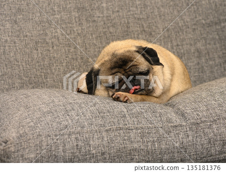 Pug resting comfortably on a cozy couch in a sunlit living room during a quiet afternoon 135181376