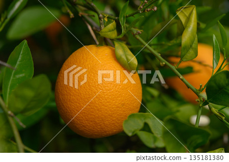 Vibrant orange fruit hangs among lush green leaves, capturing the essence of a sun-kissed orchard in mid-afternoon light Vibrant orange fruit hangs among lush green leaves, capturing the essence of a sun-kissed orchard in mid-afternoon light 135181380