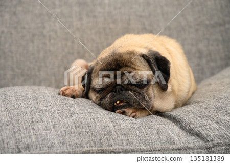 Pug blissfully resting on soft gray couch during a peaceful afternoon Pug blissfully resting on soft gray couch during a peaceful afternoon 135181389