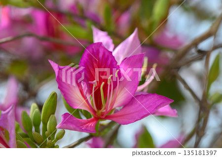 Vibrant blossoms of the beautiful purple flower enjoying sunlight in a lush garden during the warm afternoon hours 135181397