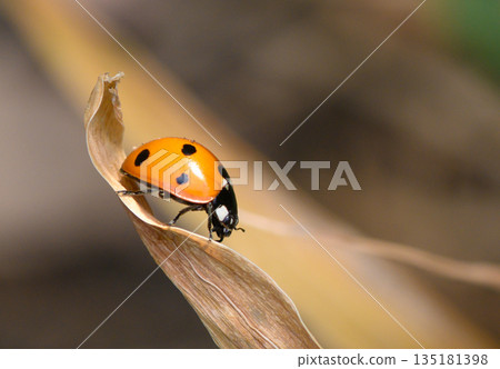 Bright ladybug perched on a curled leaf in a lush garden during a sunny afternoon Bright ladybug perched on a curled leaf in a lush garden during a sunny afternoon 135181398