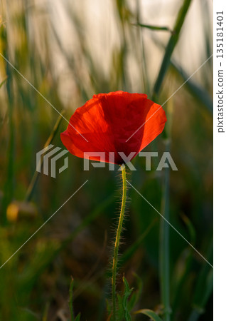 Radiant red flower stands tall amidst green grass in a tranquil field during the golden hour of late afternoon light 135181401