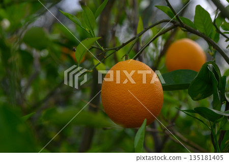 Orchard plucked just before dusk revealing vibrant oranges hanging among green leaves Orchard plucked just before dusk revealing vibrant oranges hanging among green leaves 135181405